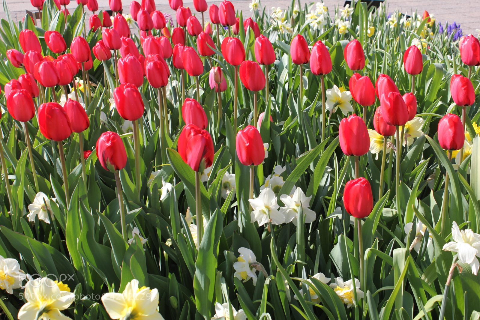 Canon EF-S 18-55mm F3.5-5.6 IS sample photo. Tulips edward's garden, toronto photography