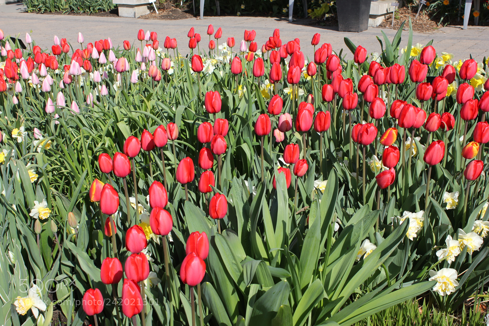 Canon EF-S 18-55mm F3.5-5.6 IS sample photo. Tulips edward's garden, toronto photography