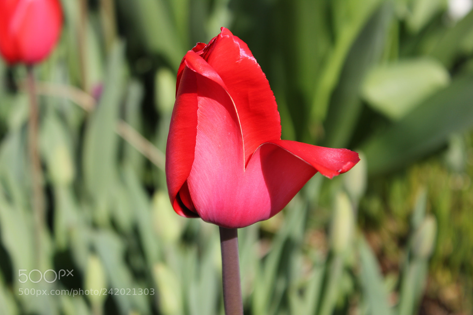Canon EF-S 18-55mm F3.5-5.6 IS sample photo. Tulips edward's garden, toronto photography