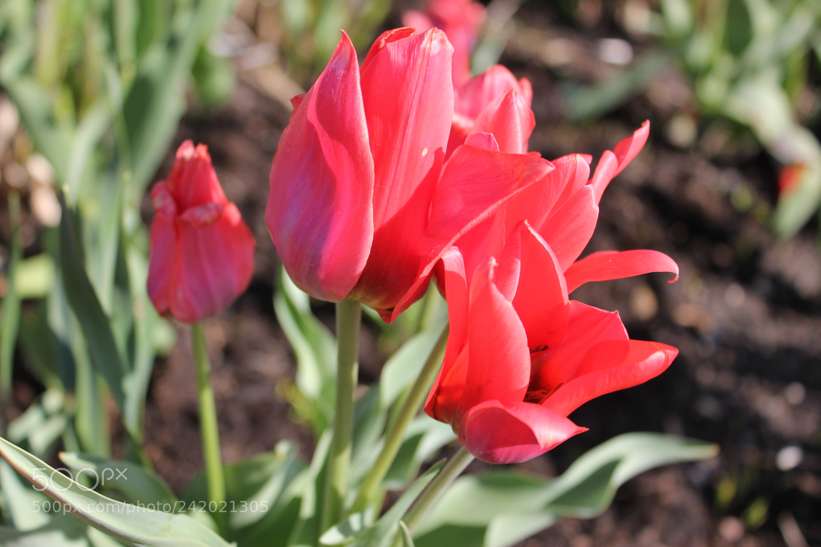 Canon EF-S 18-55mm F3.5-5.6 IS sample photo. Tulips edward's garden, toronto photography