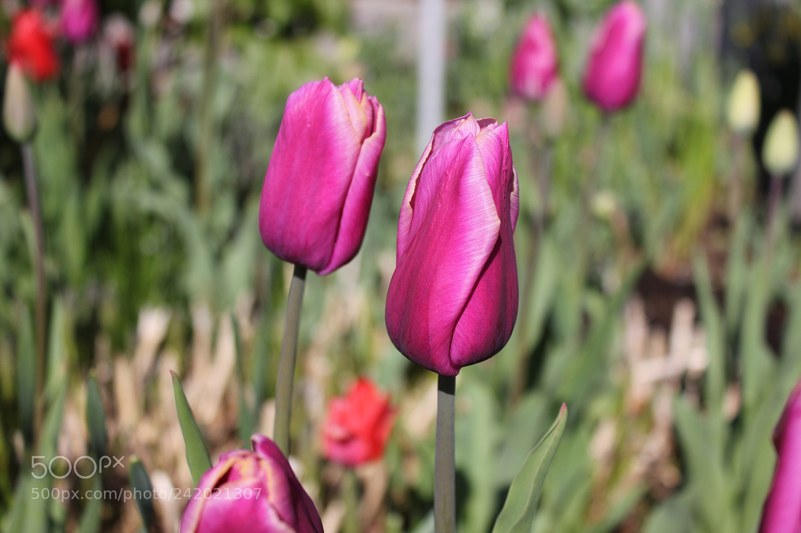 Canon EF-S 18-55mm F3.5-5.6 IS sample photo. Tulips edward's garden, toronto photography