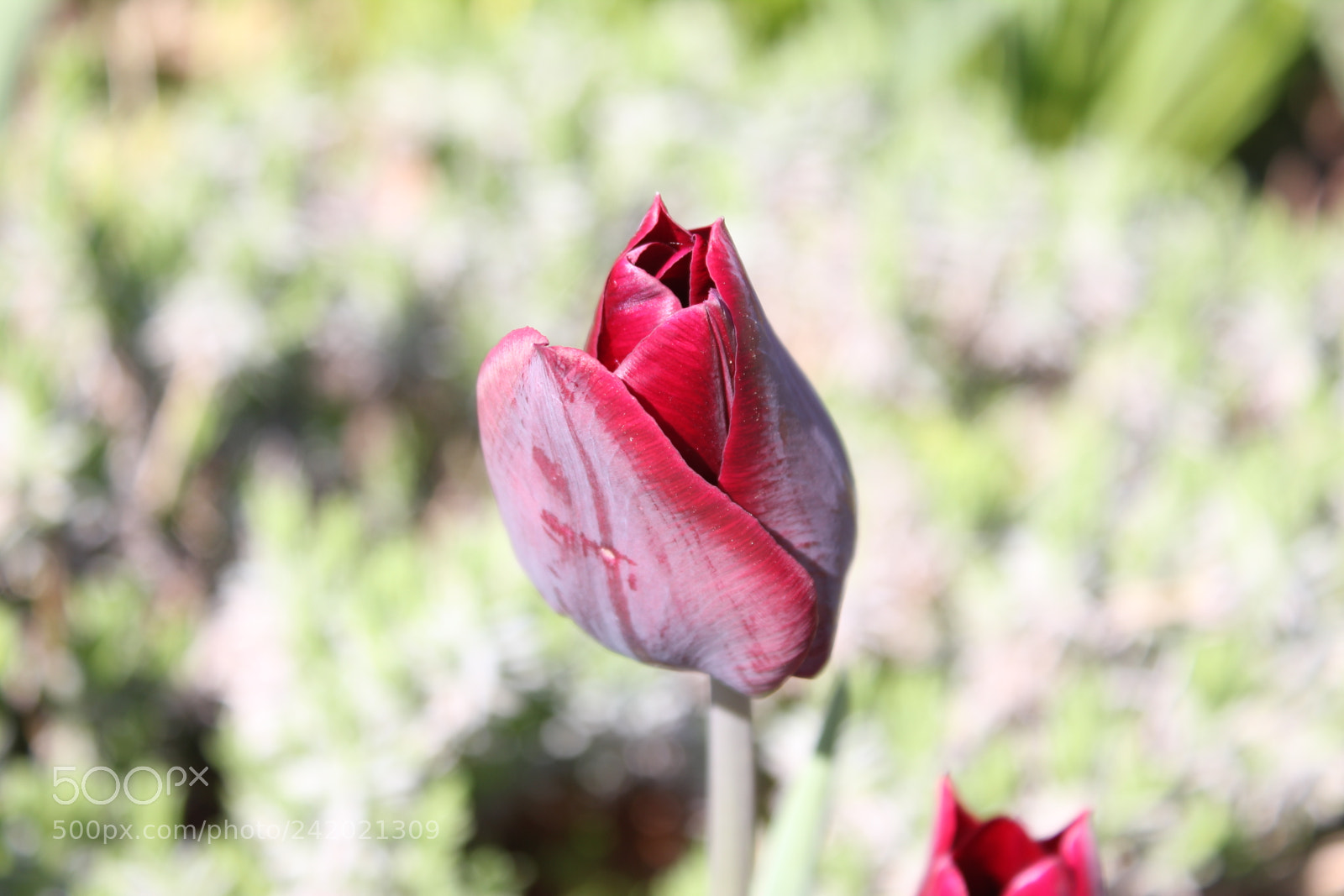Canon EF-S 18-55mm F3.5-5.6 IS sample photo. Tulips edward's garden, toronto photography