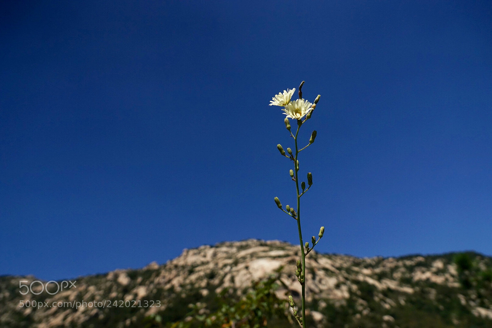 Sony a7 sample photo. 山花 photography
