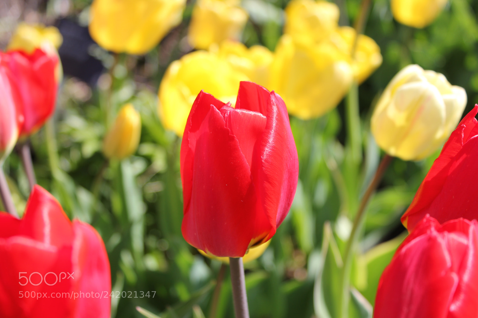 Canon EF-S 18-55mm F3.5-5.6 IS sample photo. Tulips edward's garden, toronto photography