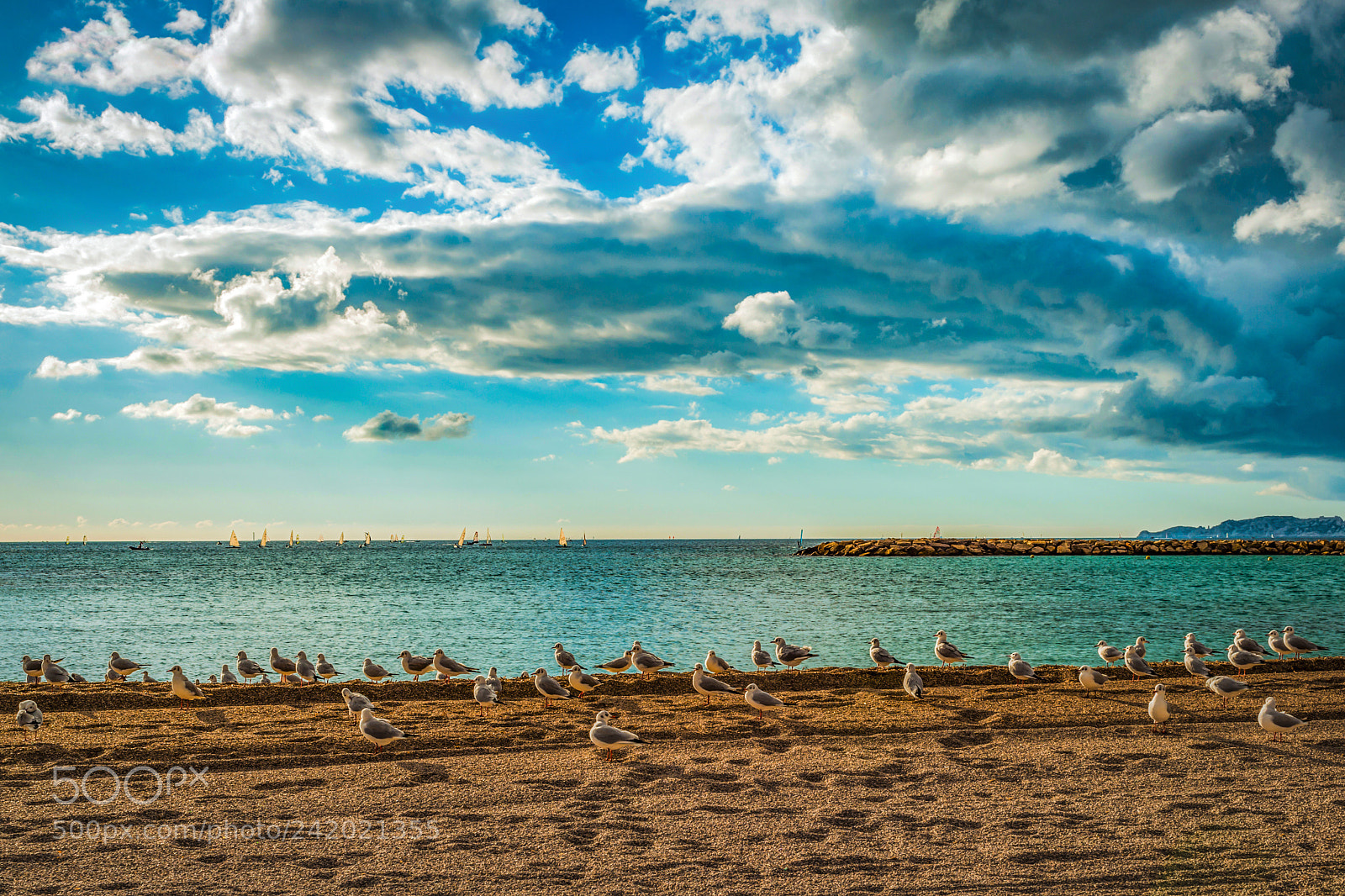 Nikon D800 sample photo. Seagulls on the beach photography