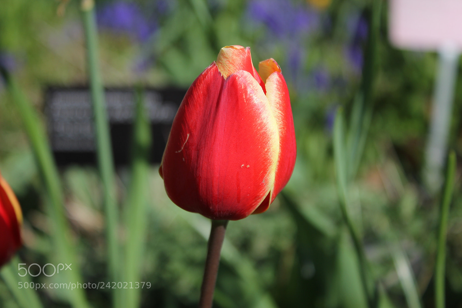 Canon EF-S 18-55mm F3.5-5.6 IS sample photo. Tulips edward's garden, toronto photography
