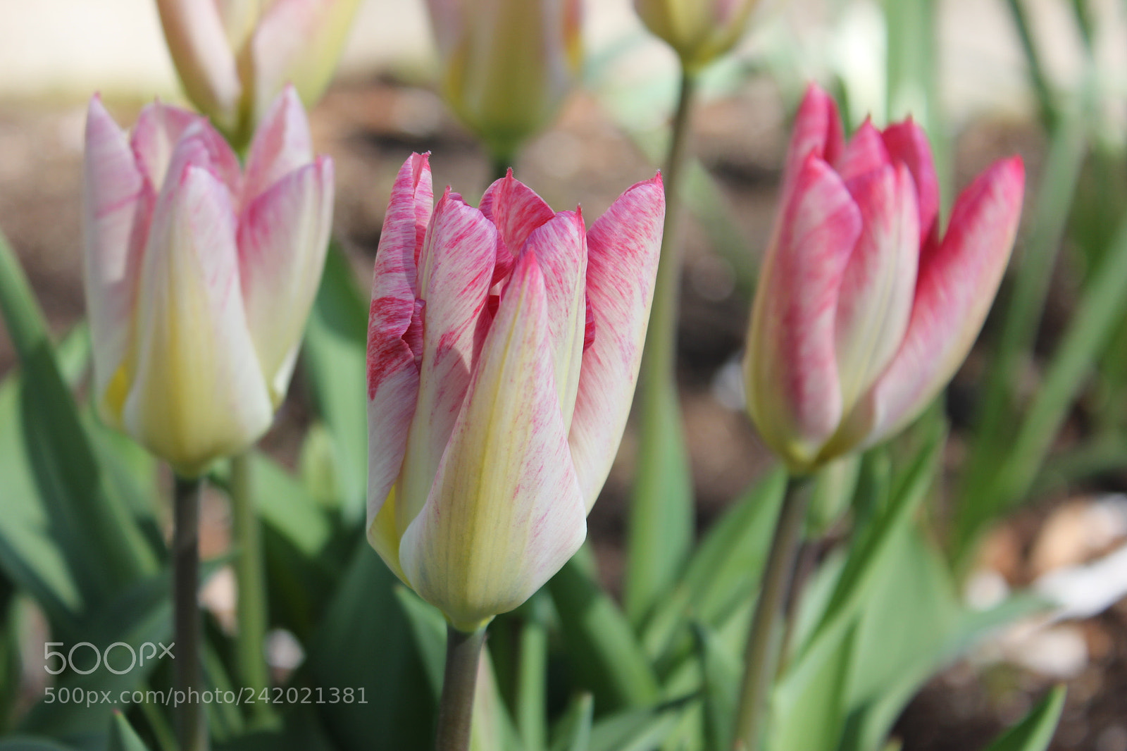 Canon EF-S 18-55mm F3.5-5.6 IS sample photo. Tulips edward's garden, toronto photography