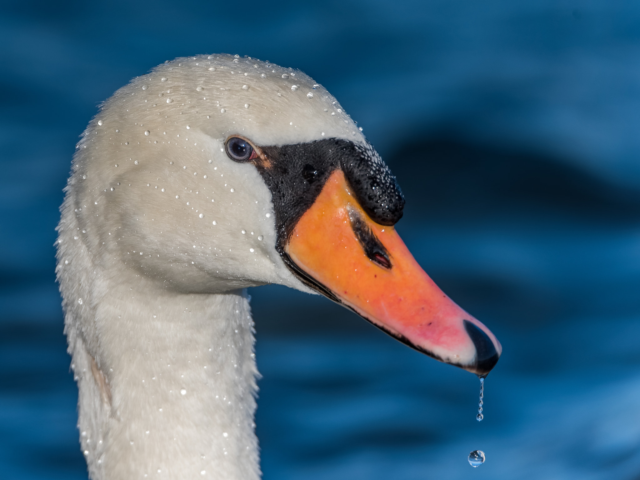 Nikon D750 + Sigma 150-600mm F5-6.3 DG OS HSM | S sample photo. Swan portrait photography