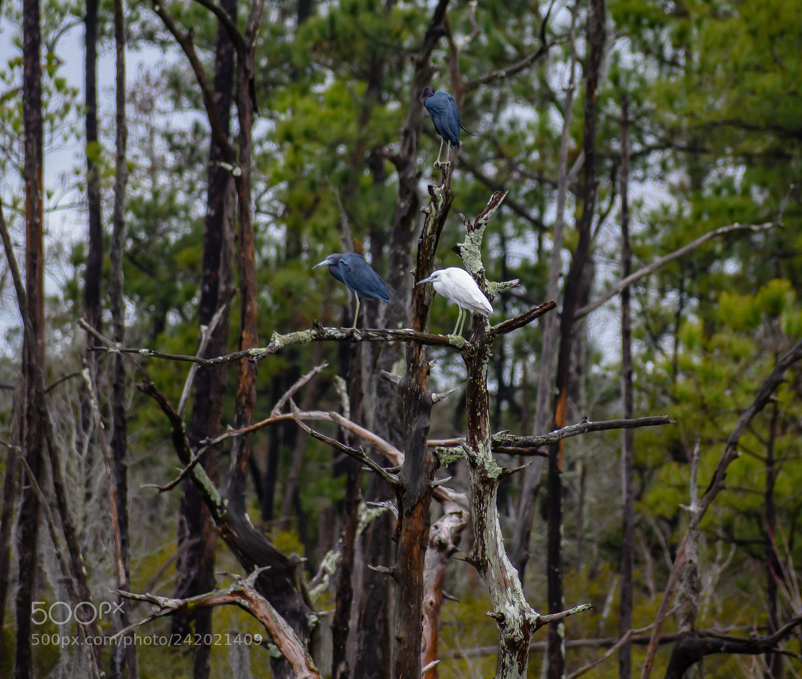 Nikon D3400 sample photo. Sitting trio photography