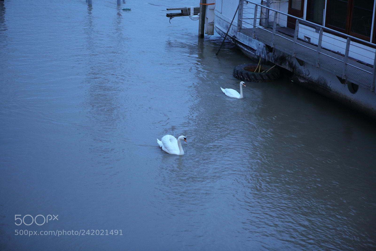 Canon EOS 5D sample photo. Cygne photography