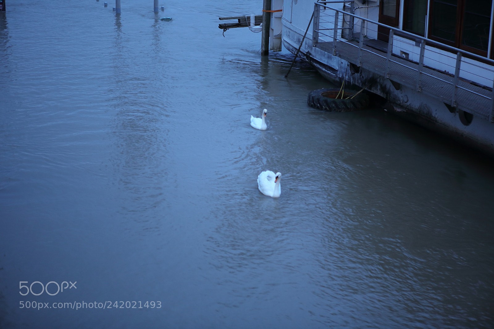 Canon EOS 5D sample photo. Cygne photography