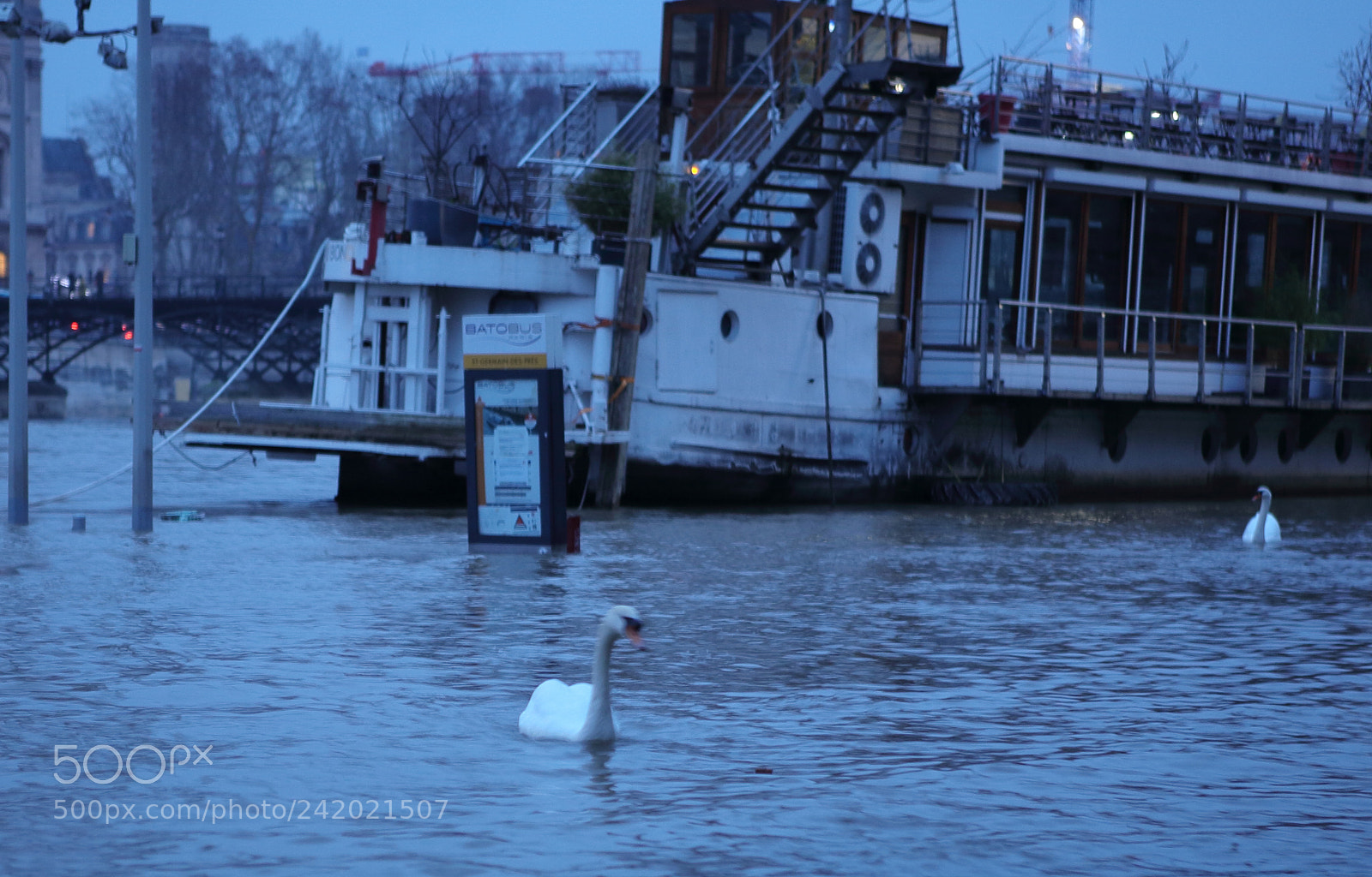 Canon EOS 5D sample photo. Cygne photography