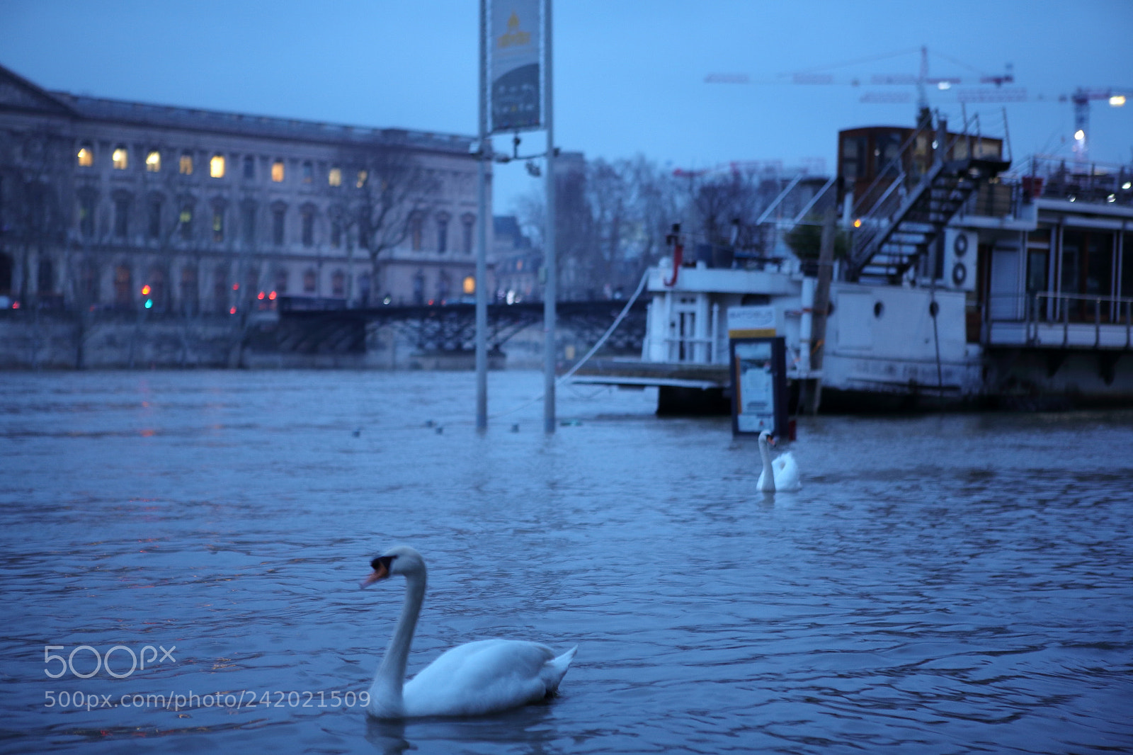 Canon EOS 5D sample photo. Cygne photography