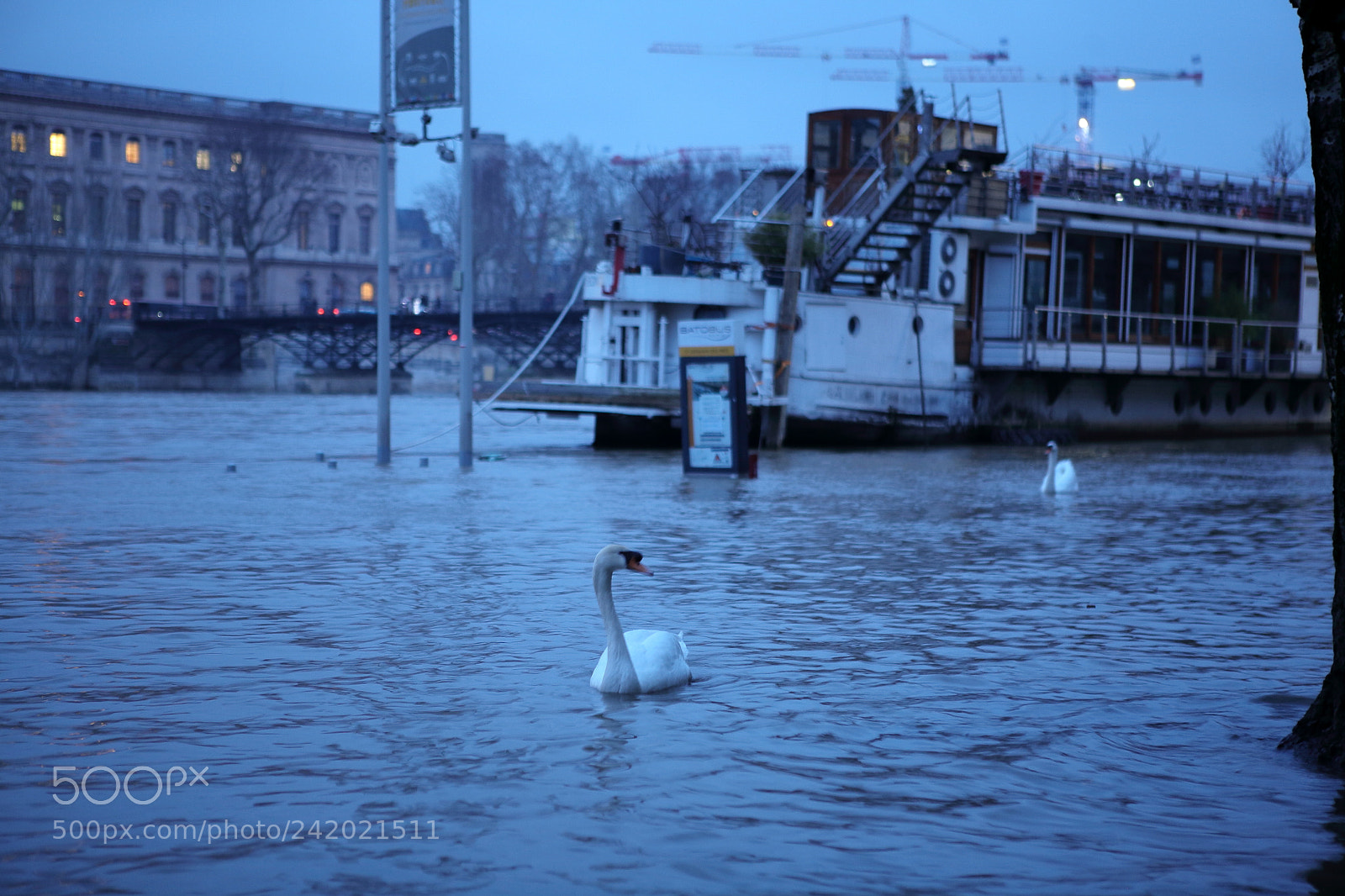 Canon EOS 5D sample photo. Cygne photography