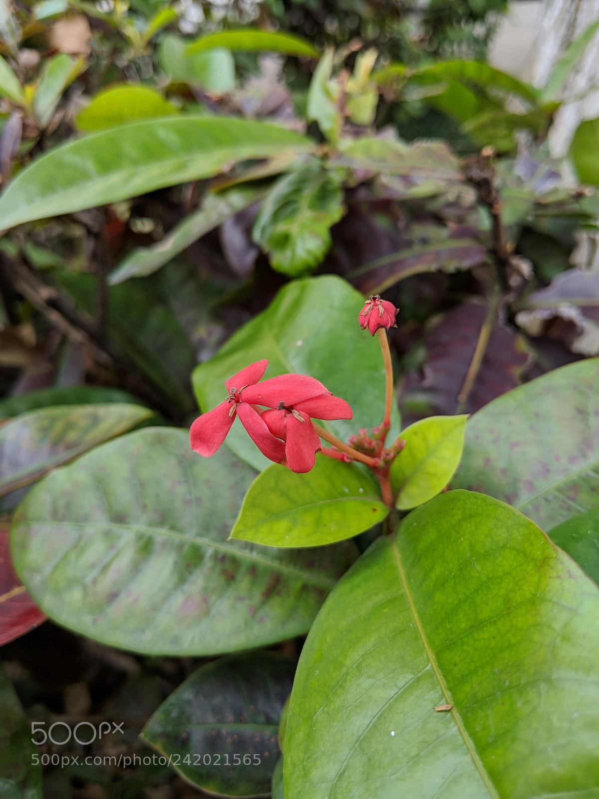 Google Pixel 2 XL sample photo. Untitled photography