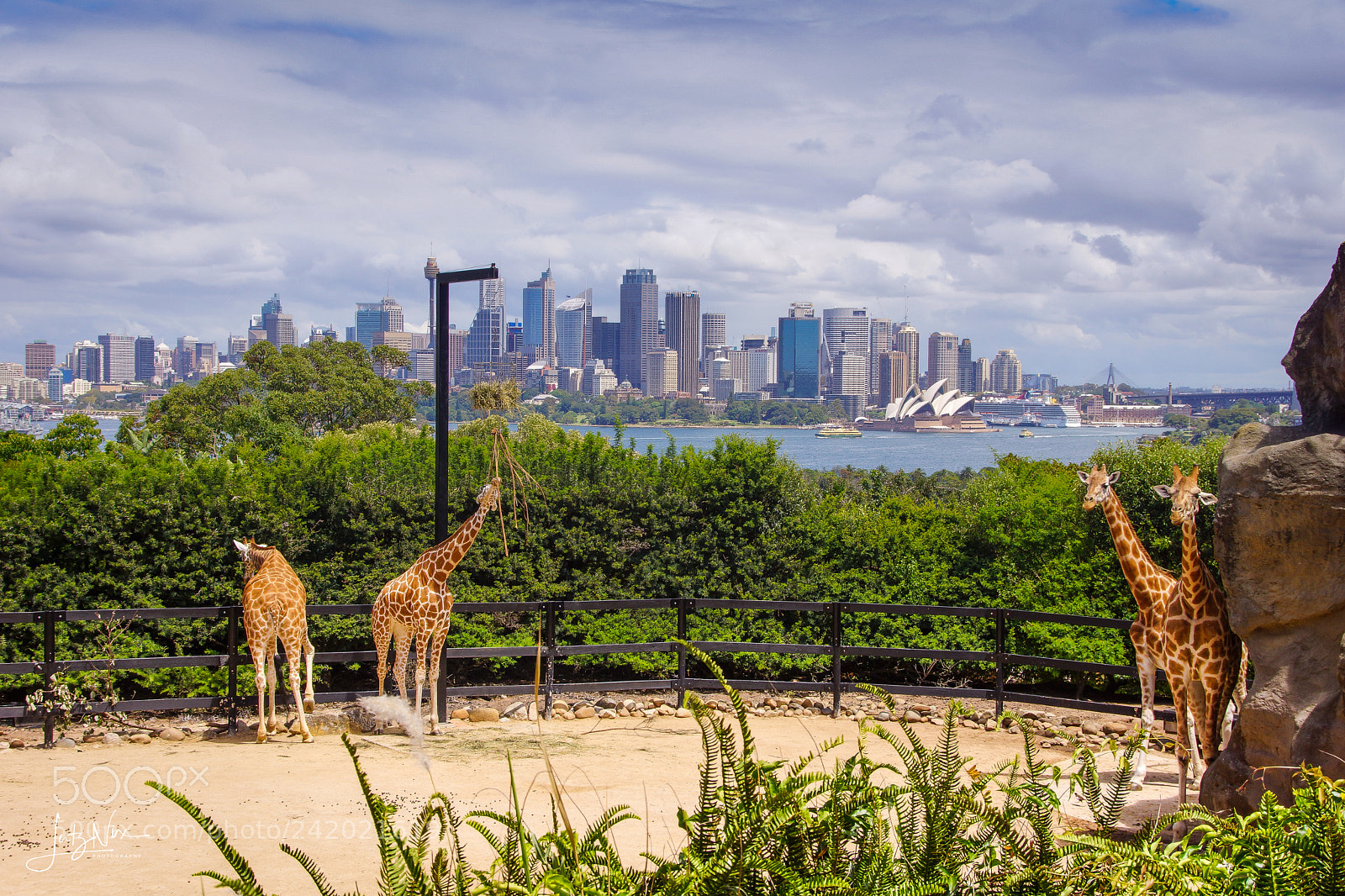 Sony SLT-A65 (SLT-A65V) sample photo. Lookout for sydney photography