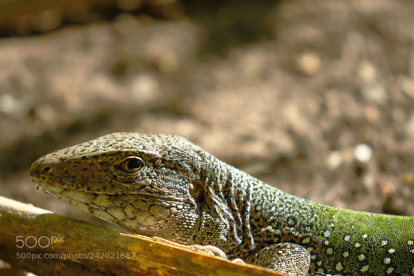 Canon EOS 7D Mark II sample photo. Lagartija met lica ameiva photography