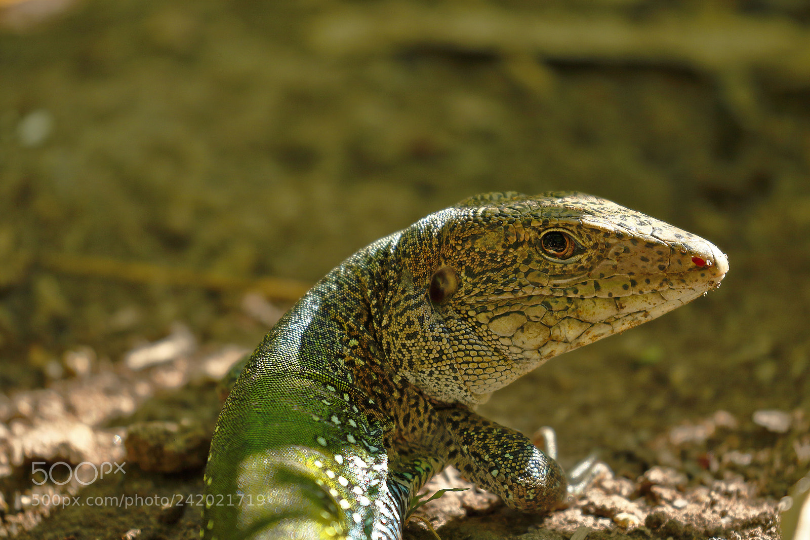Canon EOS 7D Mark II sample photo. Lagartija met lica ameiva photography