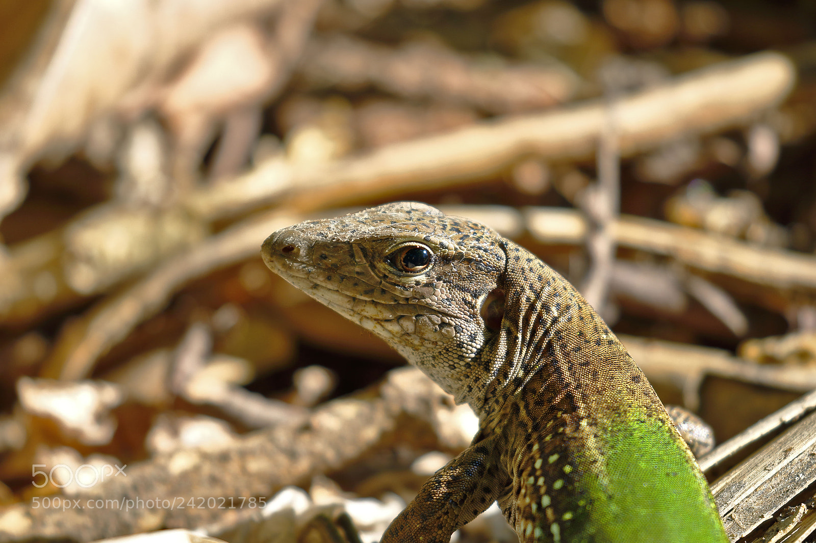 Canon EOS 7D Mark II sample photo. Lagartija met lica ameiva photography