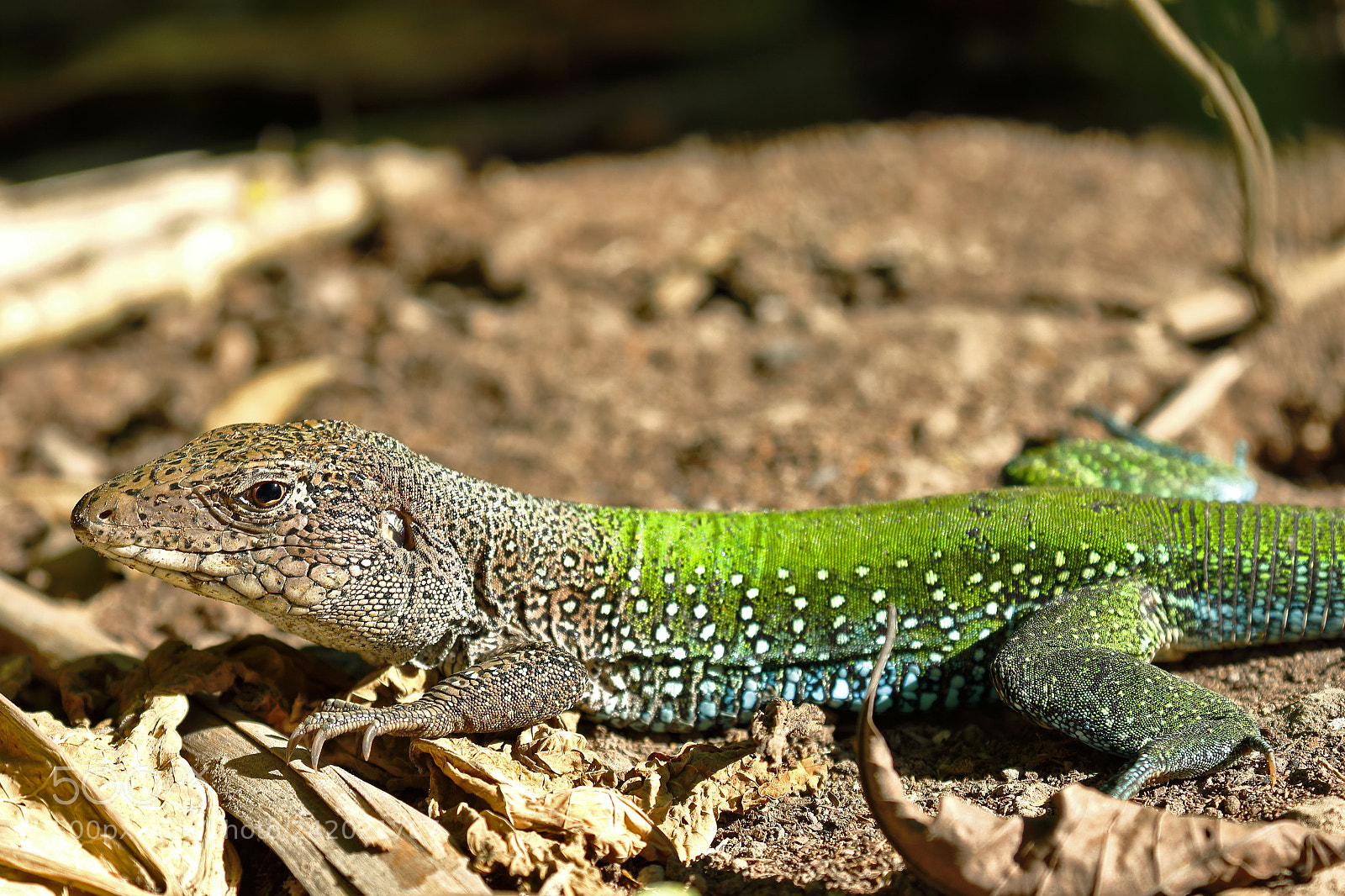 Canon EOS 7D Mark II sample photo. Lagartija met lica ameiva photography