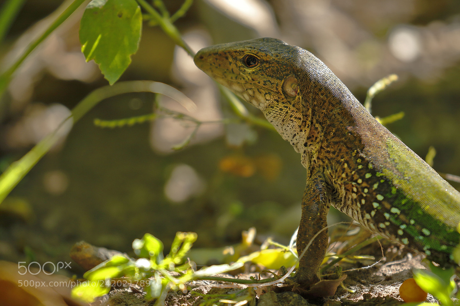 Canon EOS 7D Mark II sample photo. Lagartija met lica ameiva photography