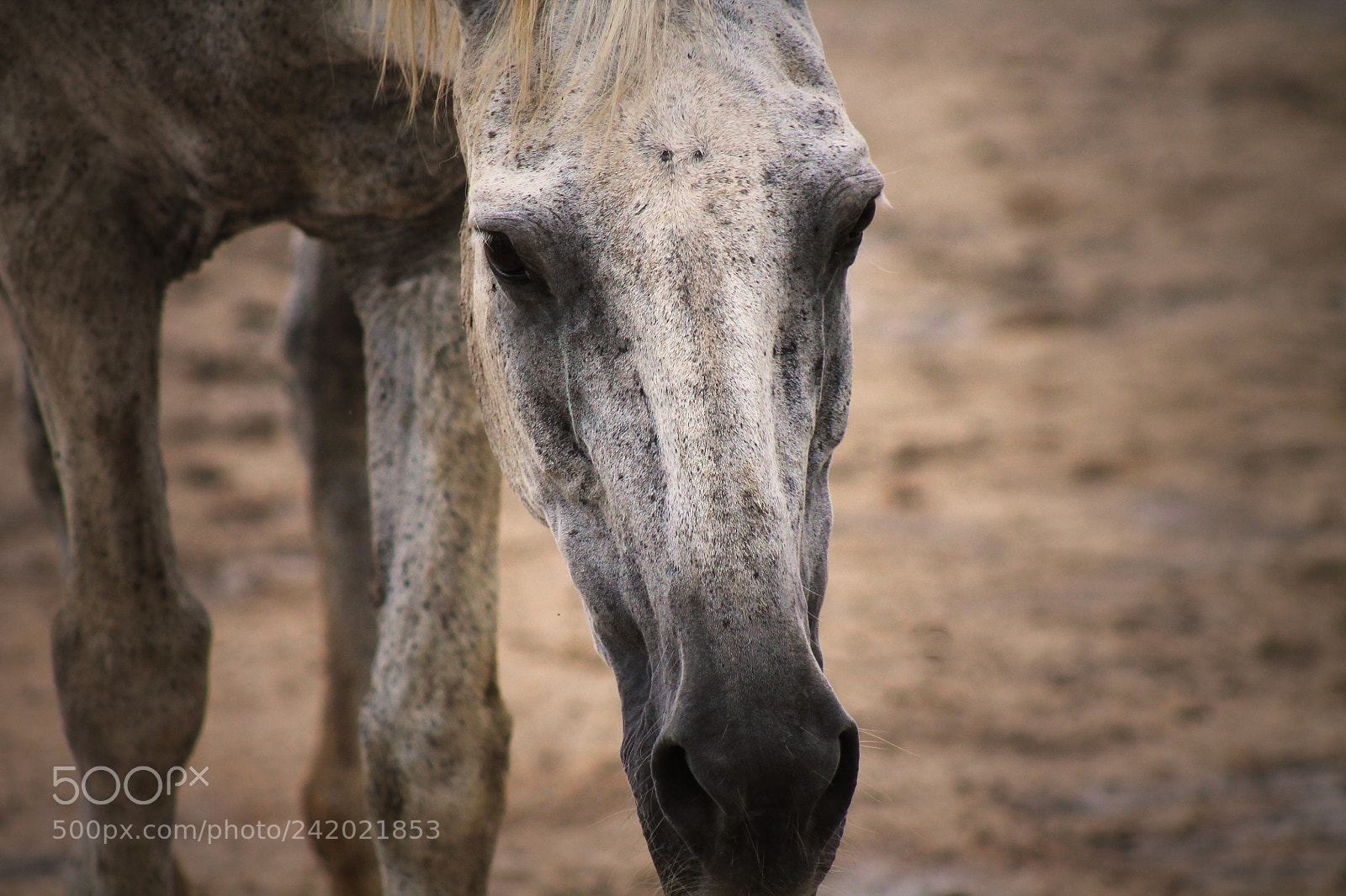 Canon EOS 1100D (EOS Rebel T3 / EOS Kiss X50) sample photo. Horse photography