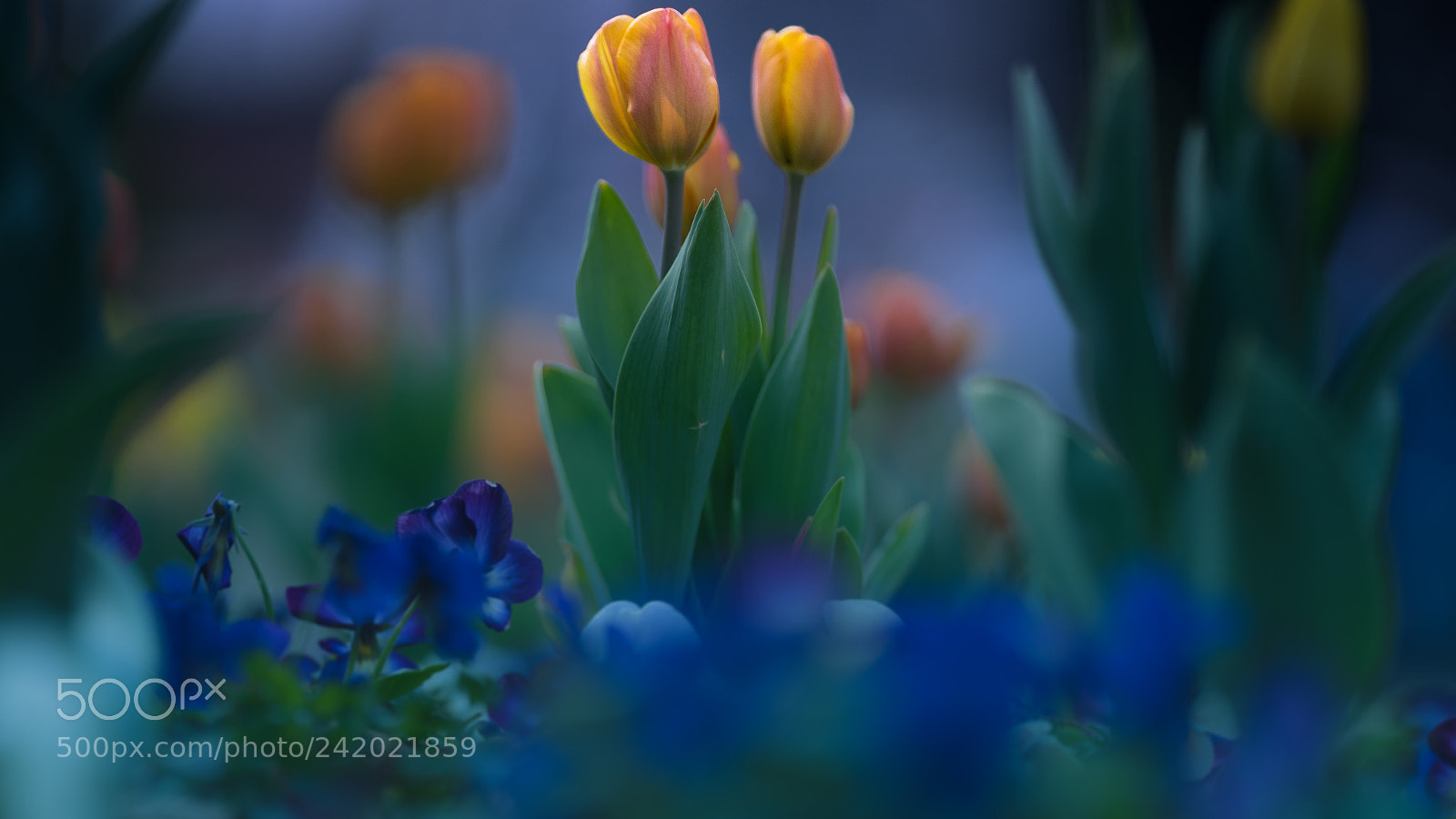 Sony a7 II sample photo. ＊＊＊ photography