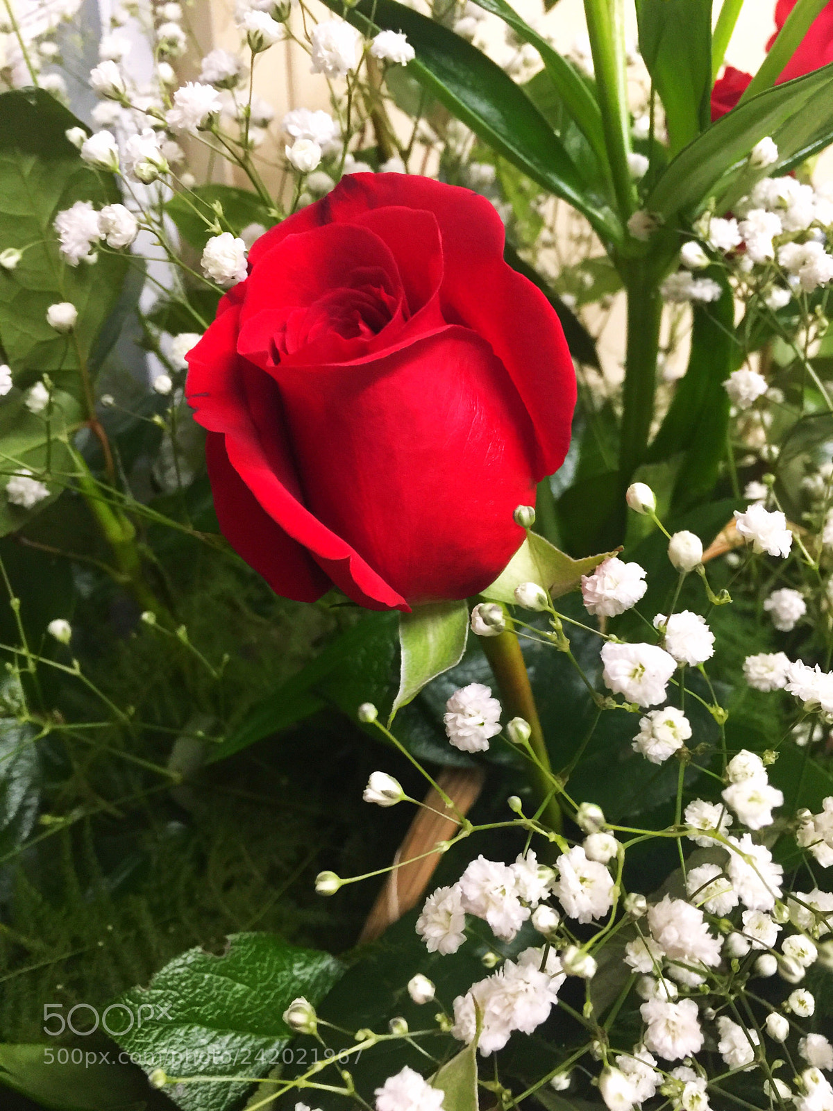 Apple iPhone 6 Plus sample photo. Today’s flower ? photography