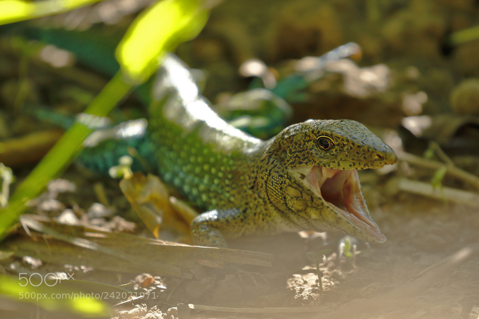 Canon EOS 7D Mark II sample photo. Lagartija met lica ameiva photography
