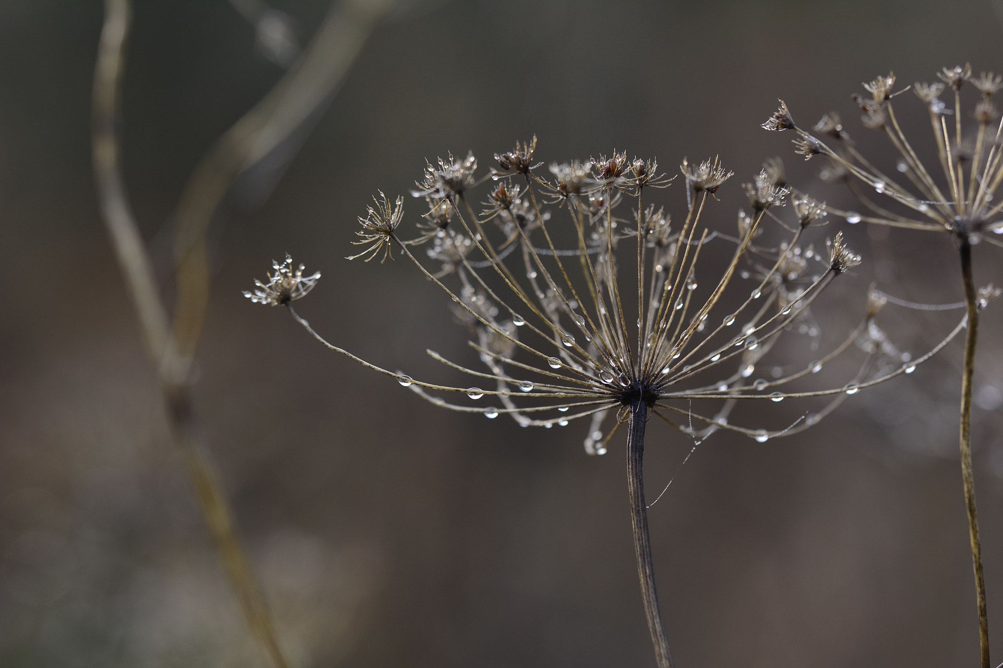 Nikon D7100 sample photo. Water drop photography