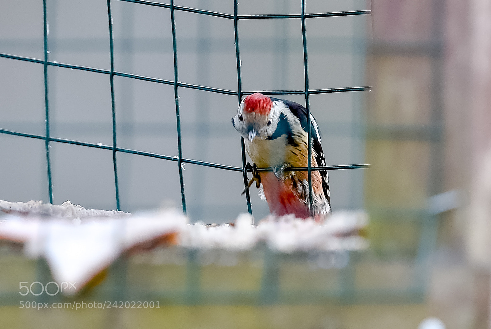 Nikon D4S sample photo. Winter in lithuania is photography