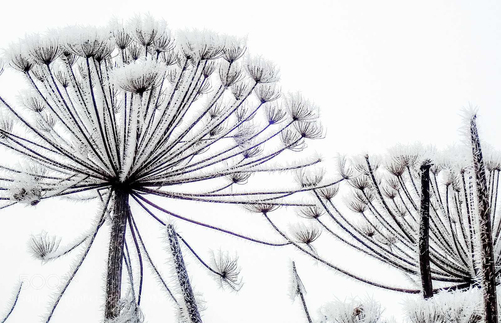 Olympus TG-5 sample photo. Winter in lithuania is photography