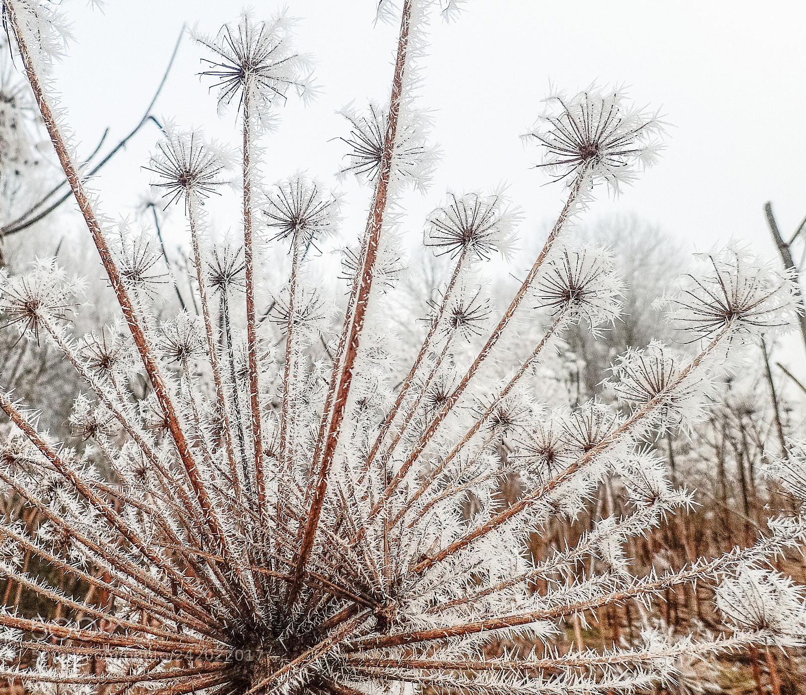 Olympus TG-5 sample photo. Winter in lithuania is photography