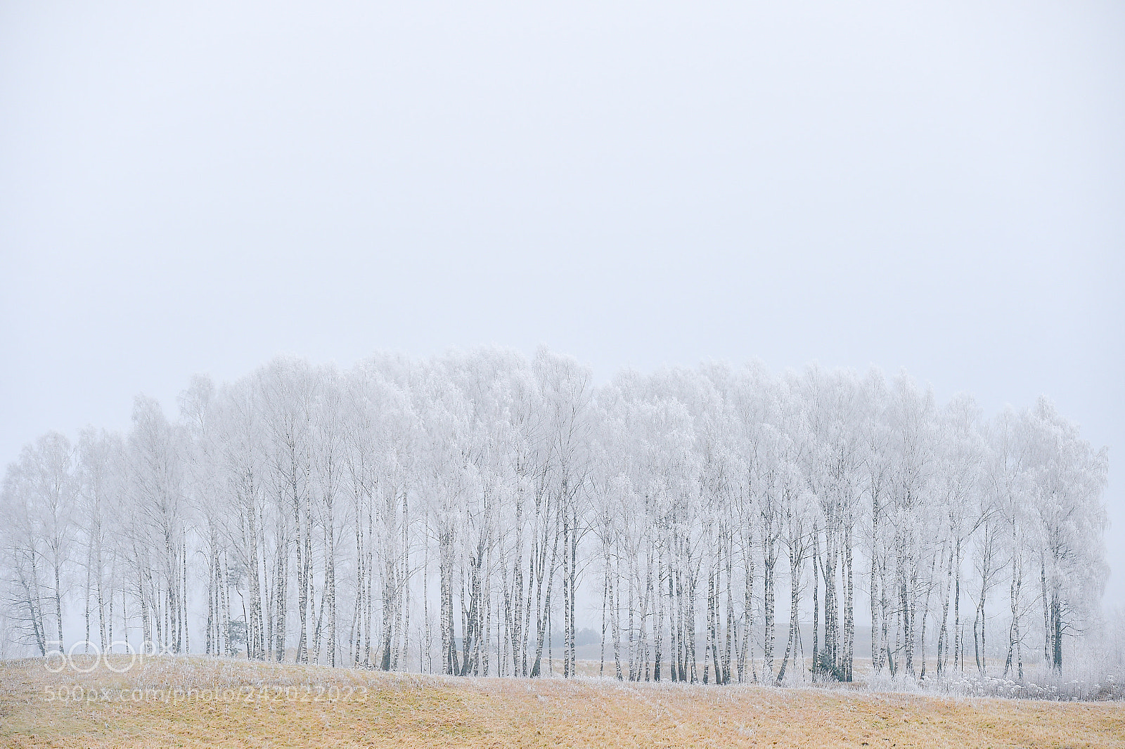 Nikon D4S sample photo. Winter in lithuania is photography
