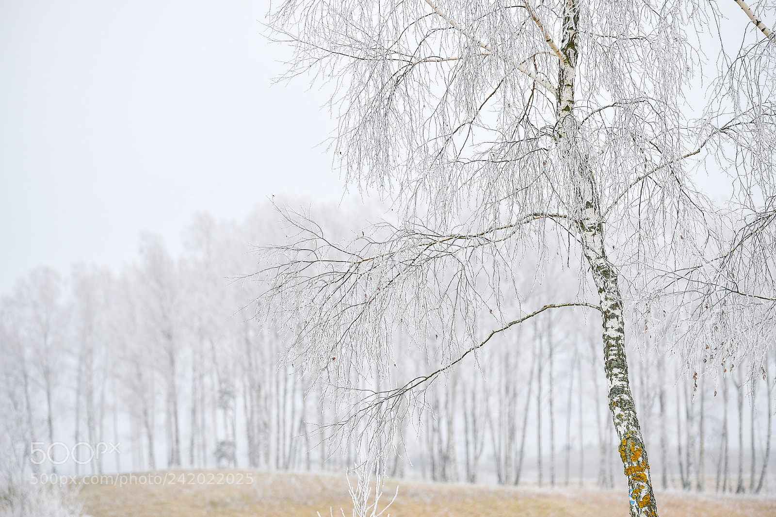 Nikon D4S sample photo. Winter in lithuania is photography