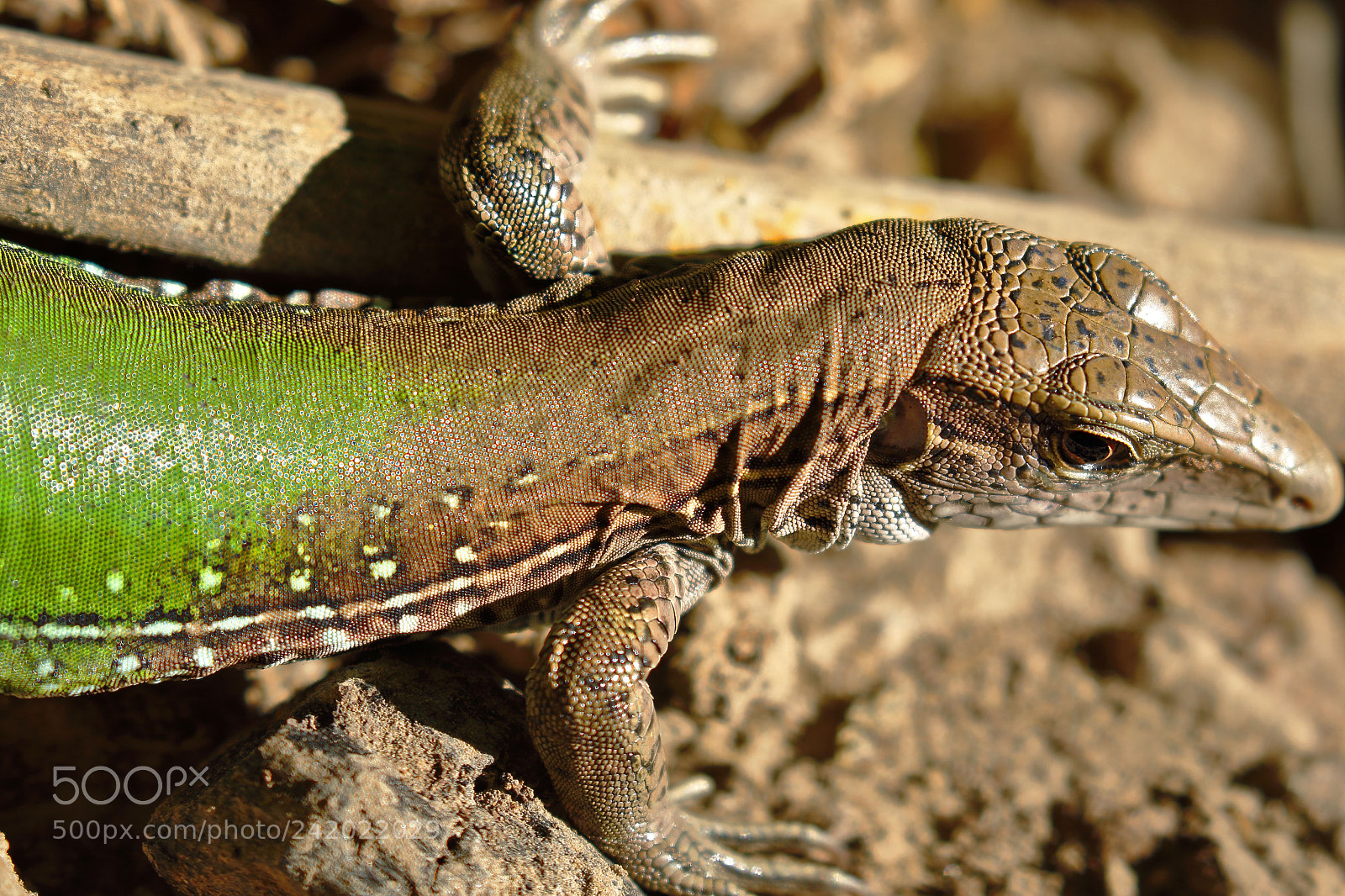 Canon EOS 7D Mark II sample photo. Lagartija met lica ameiva photography