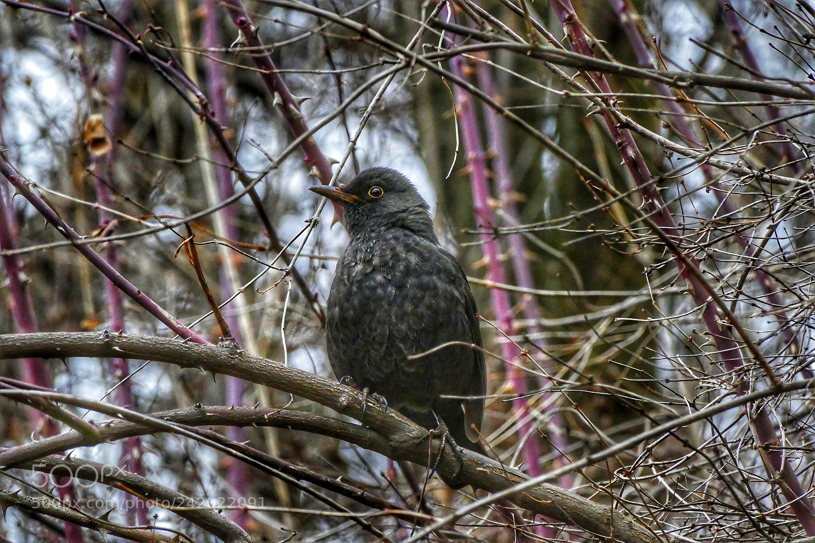 Panasonic Lumix DMC-FZ1000 sample photo. Black bird photography