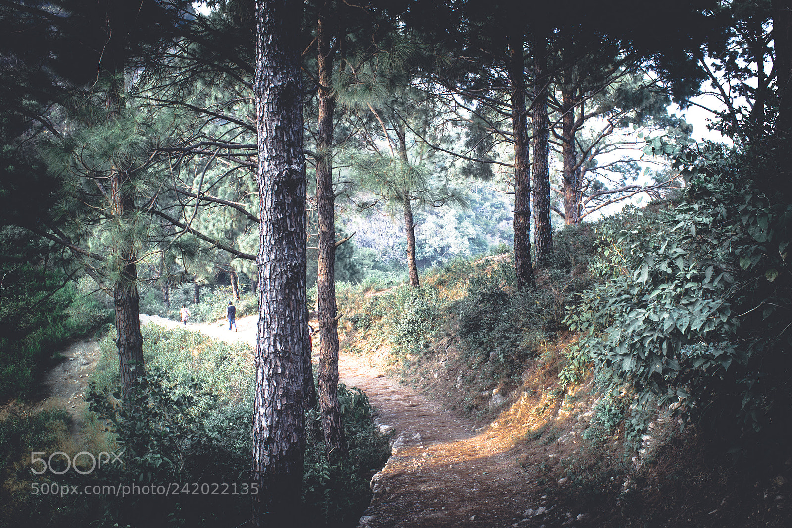 Canon EOS 1200D (EOS Rebel T5 / EOS Kiss X70 / EOS Hi) sample photo. Trail 3 - margalla hills photography