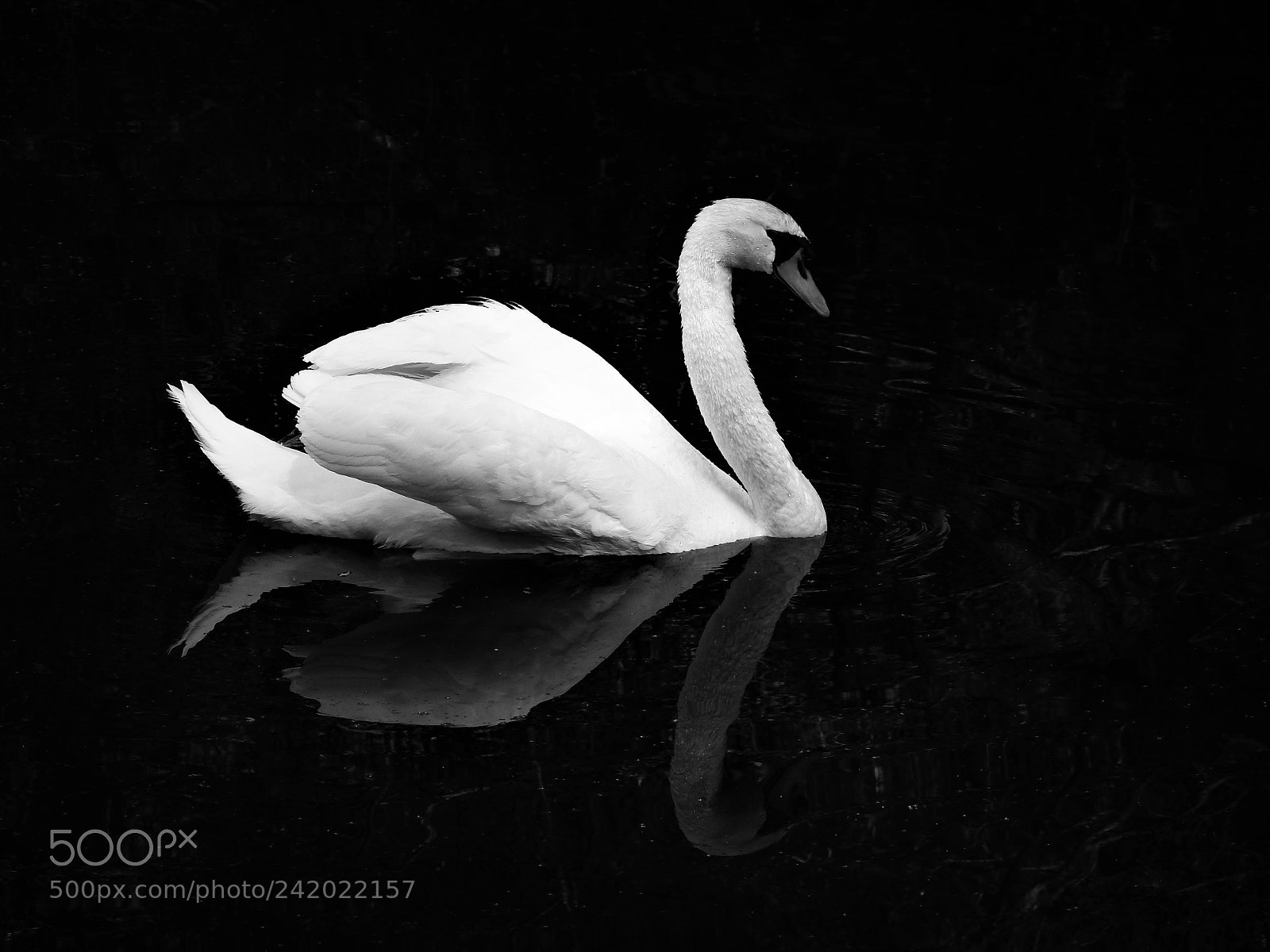 Nikon Coolpix P900 sample photo. Black (and white) swan photography