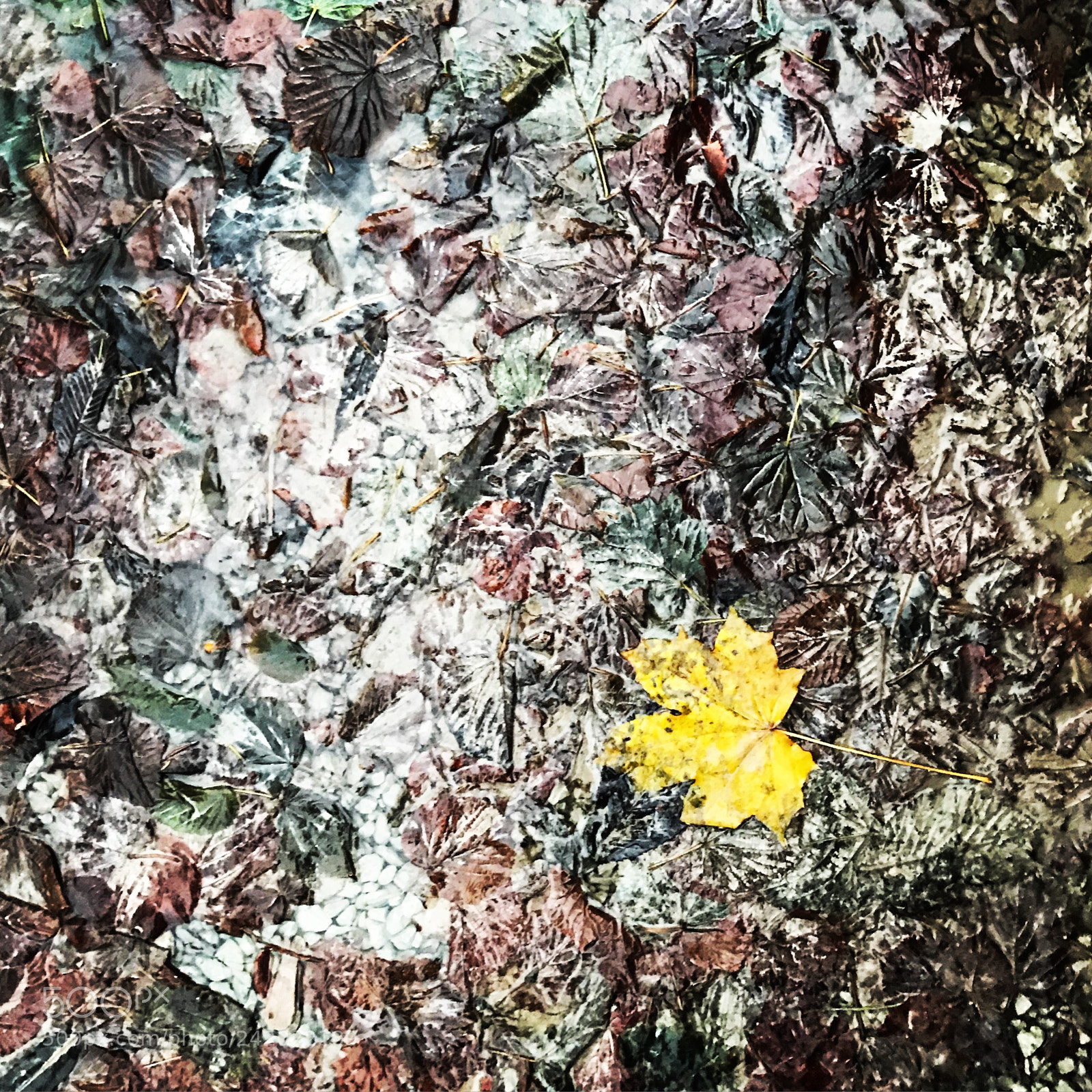 Apple iPhone 7 sample photo. Wntr photography
