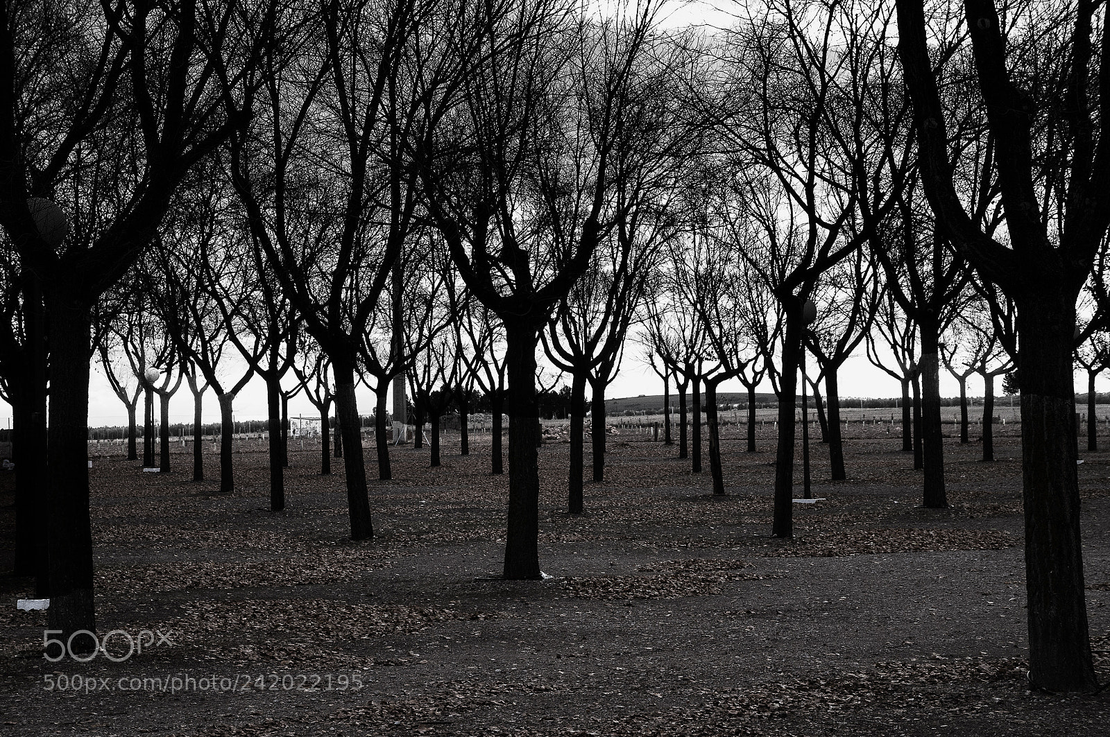 Nikon D300 sample photo. Trees aligned in a photography