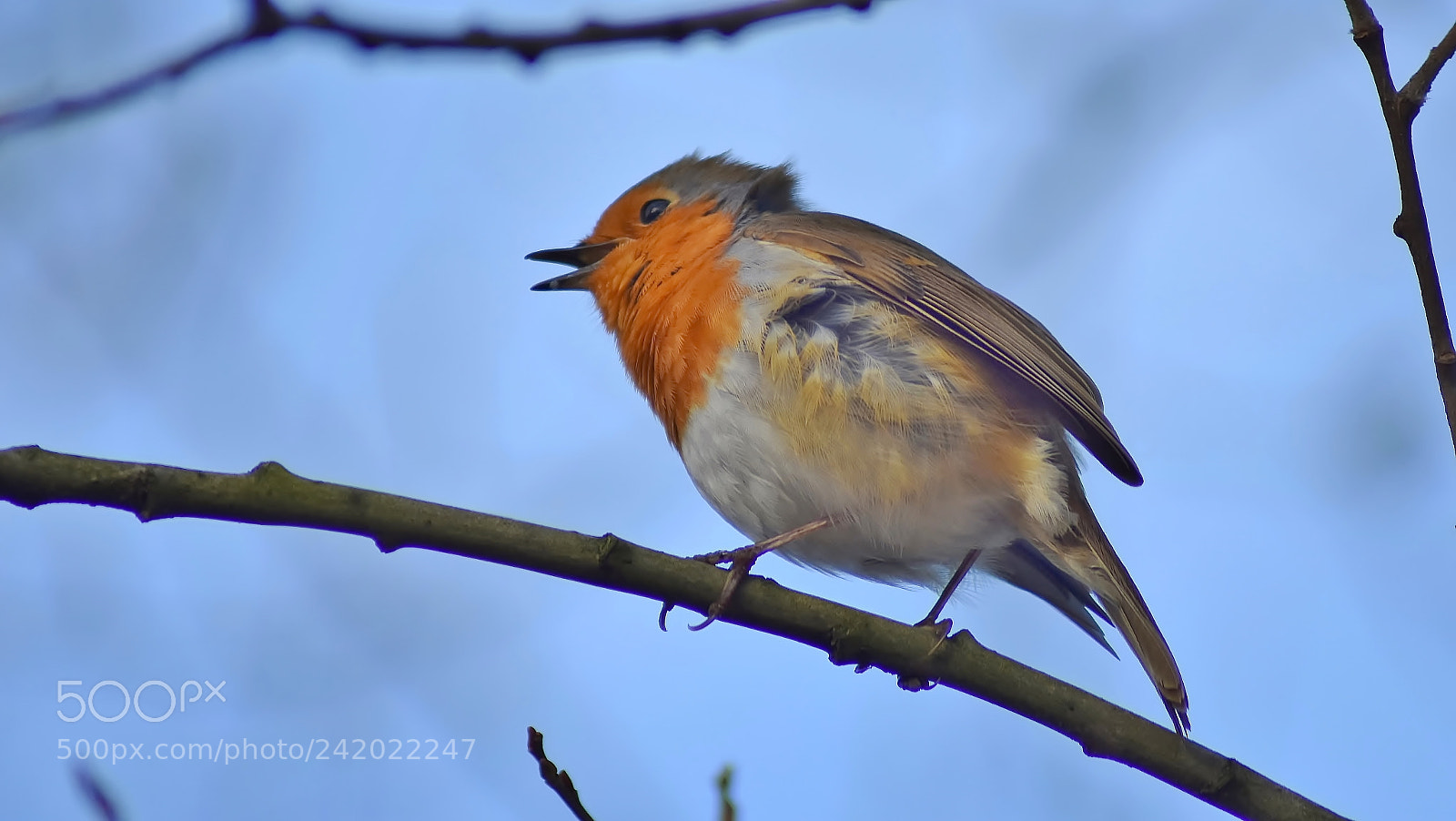 Nikon D3400 sample photo. Singing his heart out... photography