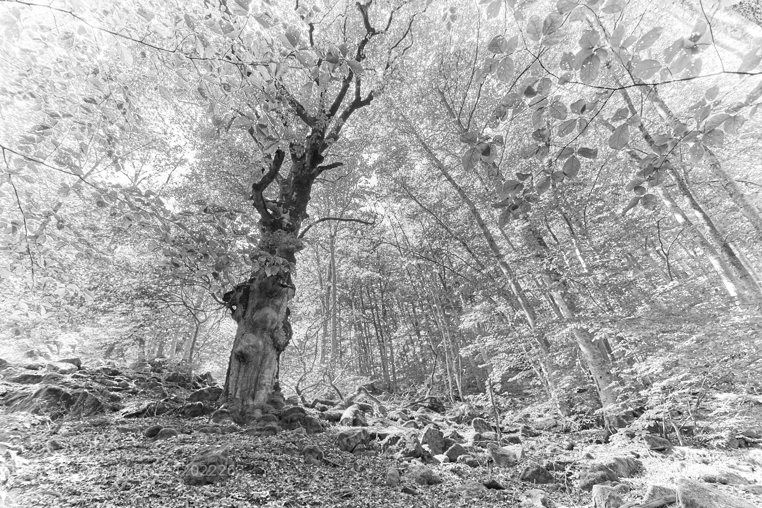 Nikon D500 sample photo. Rockslide photography