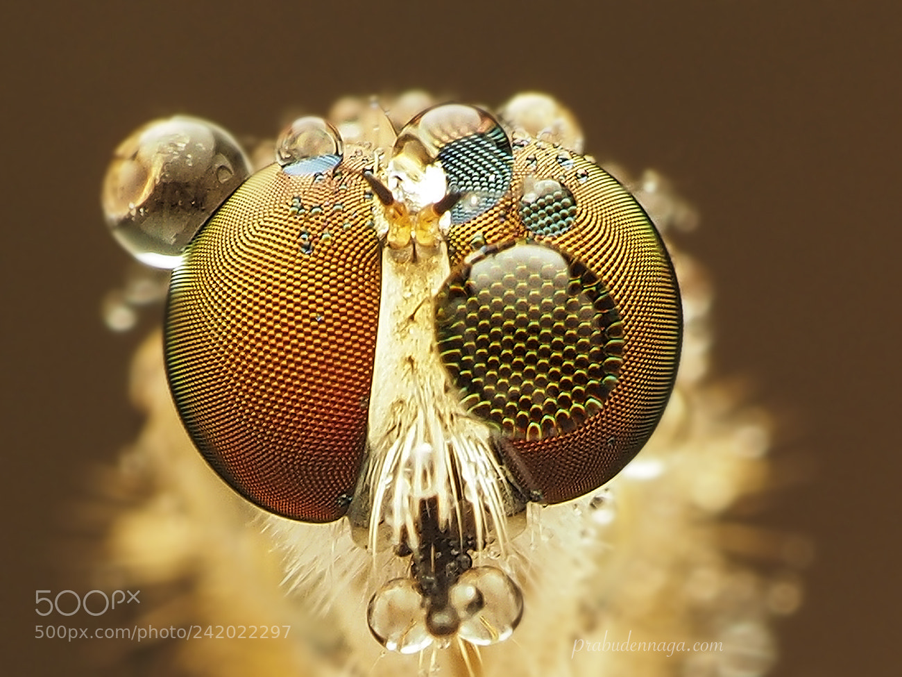 Olympus OM-D E-M1 sample photo. Robberfly eye photography