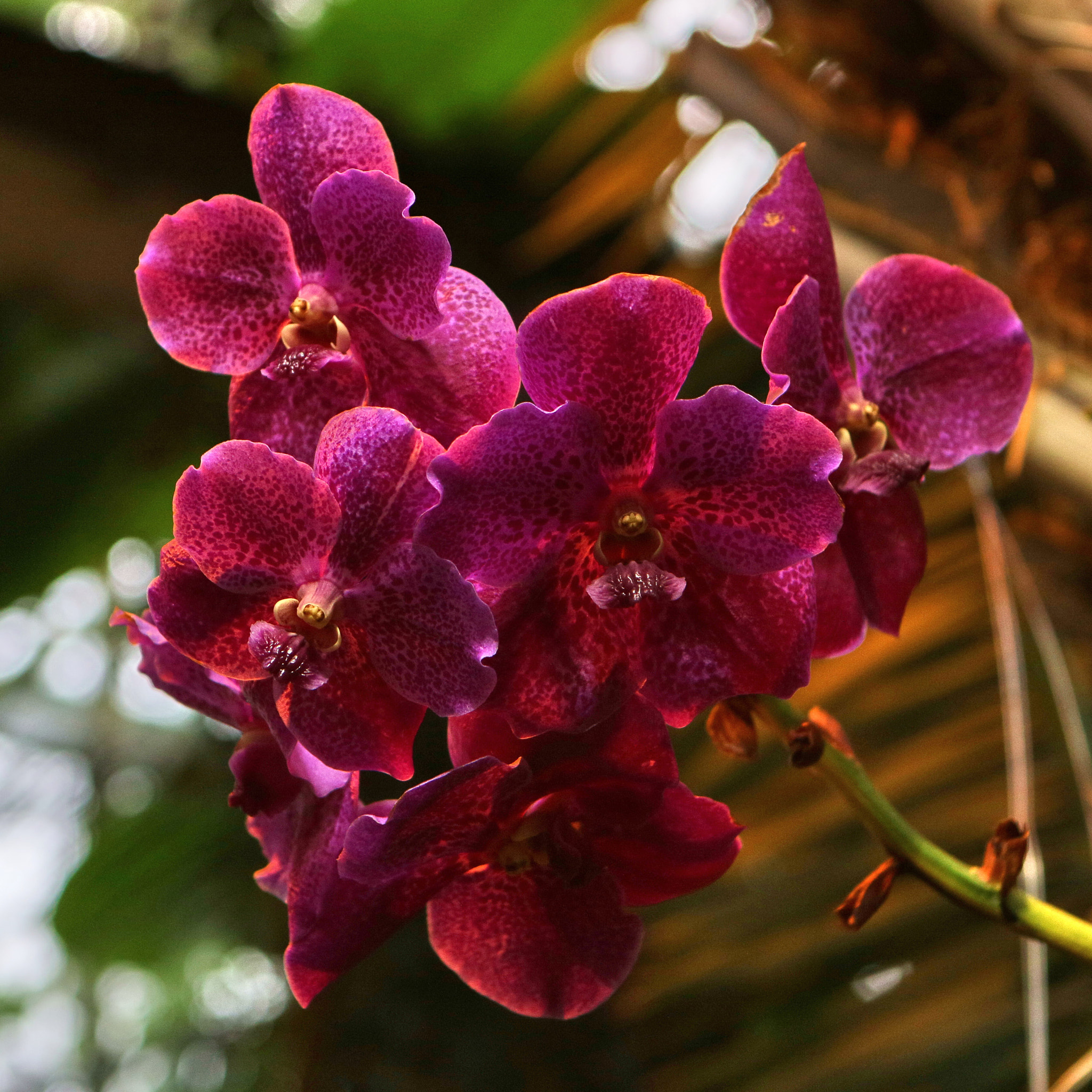 Canon EF 24-70mm F2.8L USM sample photo. Orchids photography