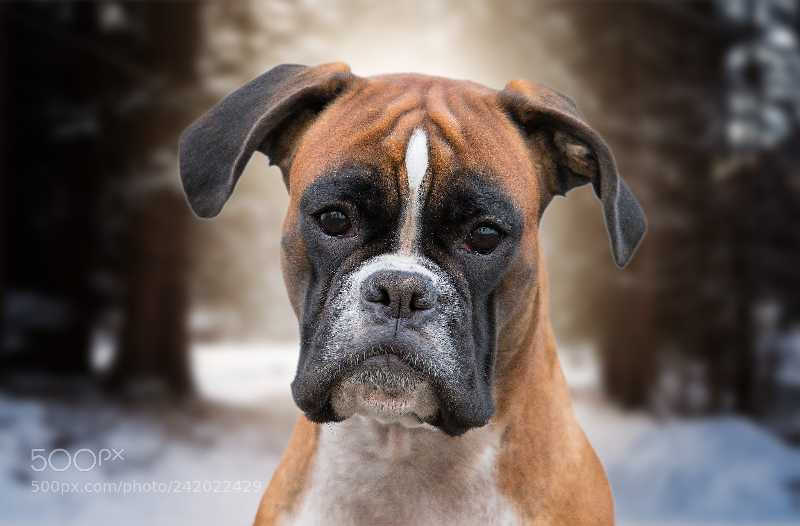 Nikon D500 sample photo. Unsere boxerh ndin paula photography