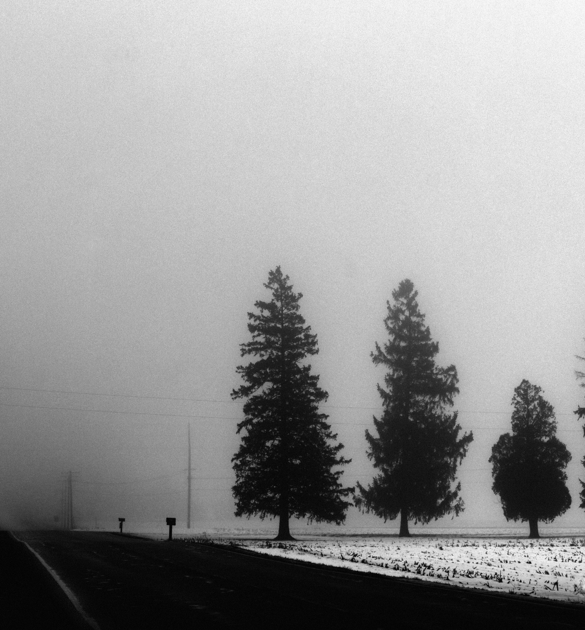 Canon EF-S 55-250mm F4-5.6 IS STM sample photo. Trees in the mist photography