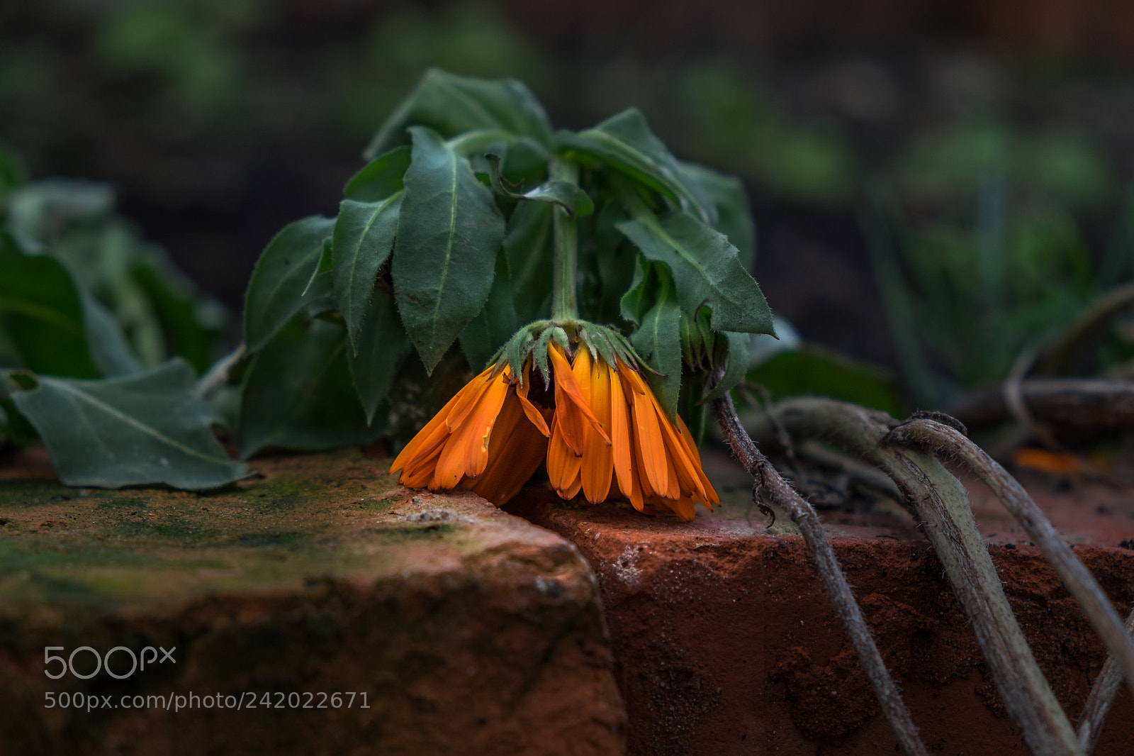 Fujifilm X-T1 sample photo. Frostschaden photography