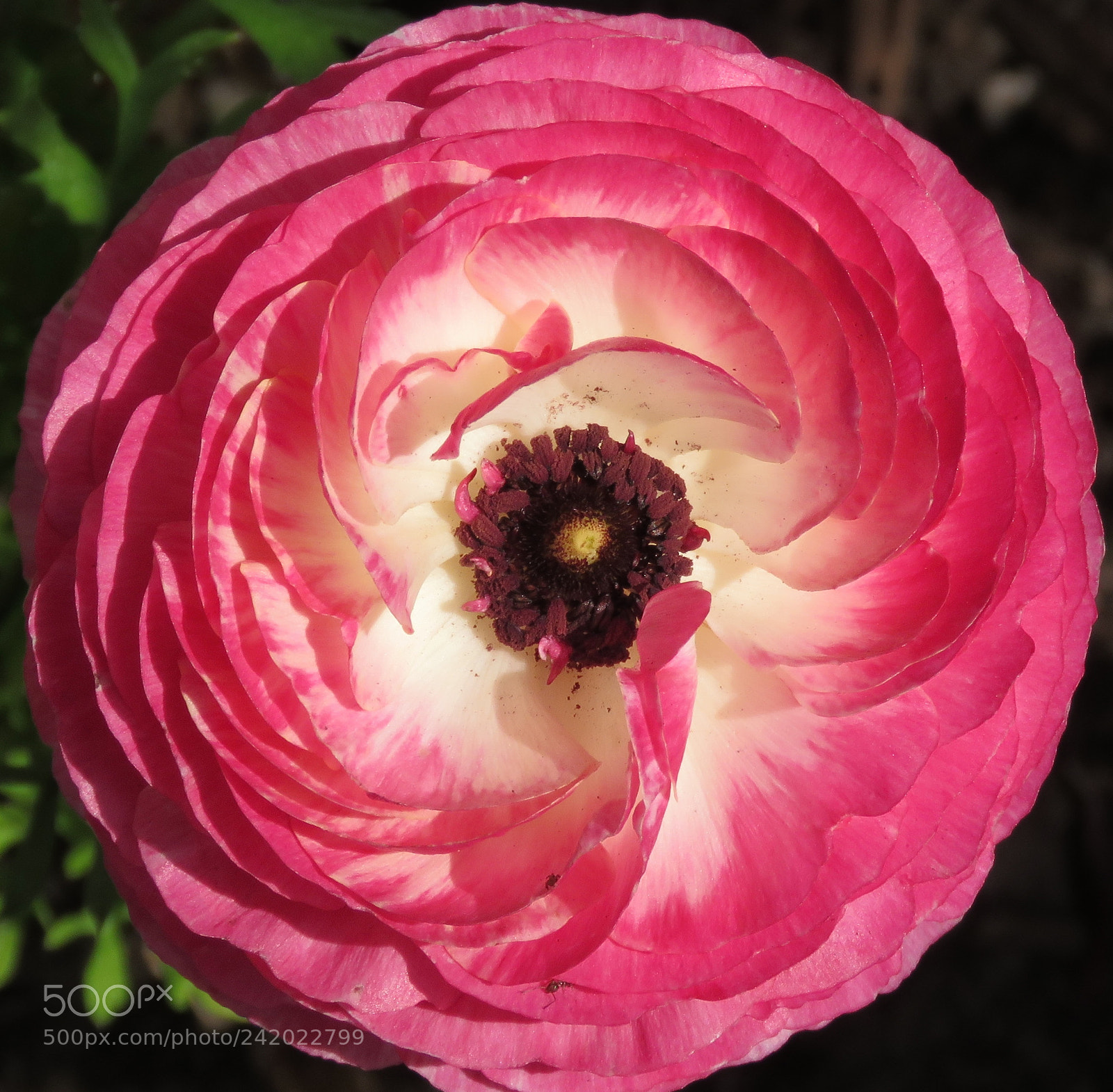 Canon PowerShot SX60 HS sample photo. Pink carnation in the photography