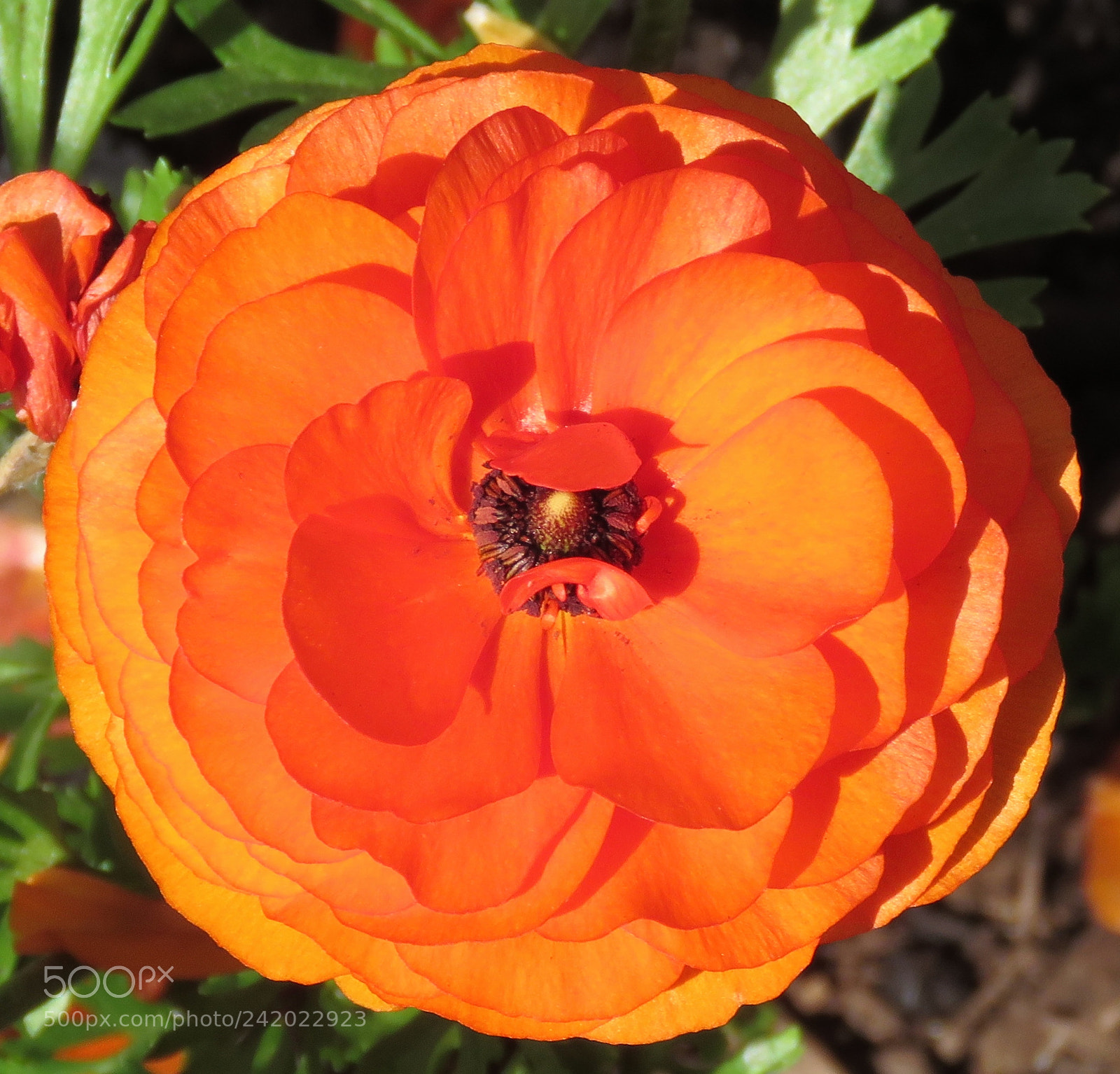 Canon PowerShot SX60 HS sample photo. Orange carnation in the photography